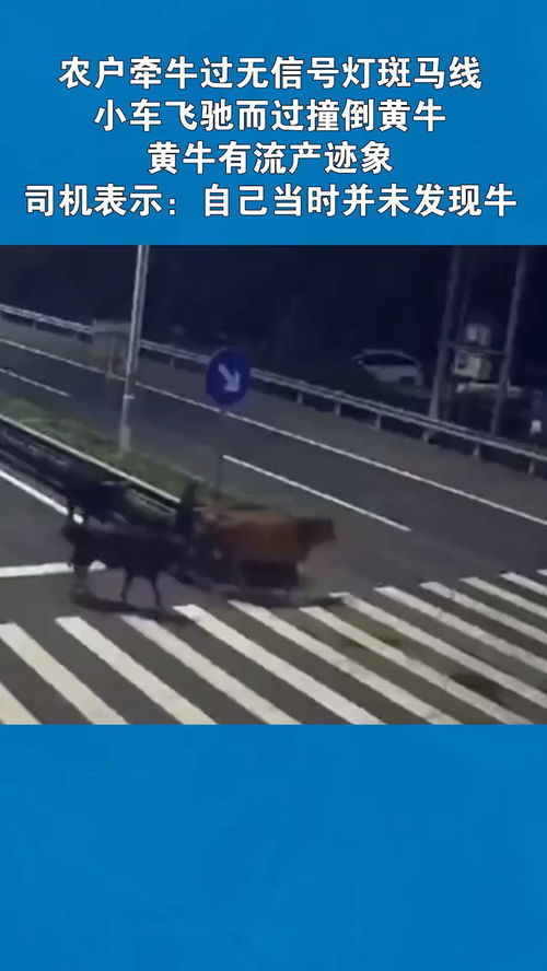农户牵牛过无信号灯斑马线,小车飞驰而过撞倒黄牛,黄牛有流产迹象,司机表示 自己当时并未发现牛 交通安全 经纪人小薇